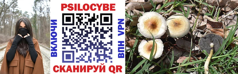 закладки  Медногорск  Псилоцибиновые грибы Psilocybe 